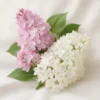 Huile parfumée fleur de lilas Baan Flora