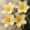 huile parfumée frangipanier baan flora