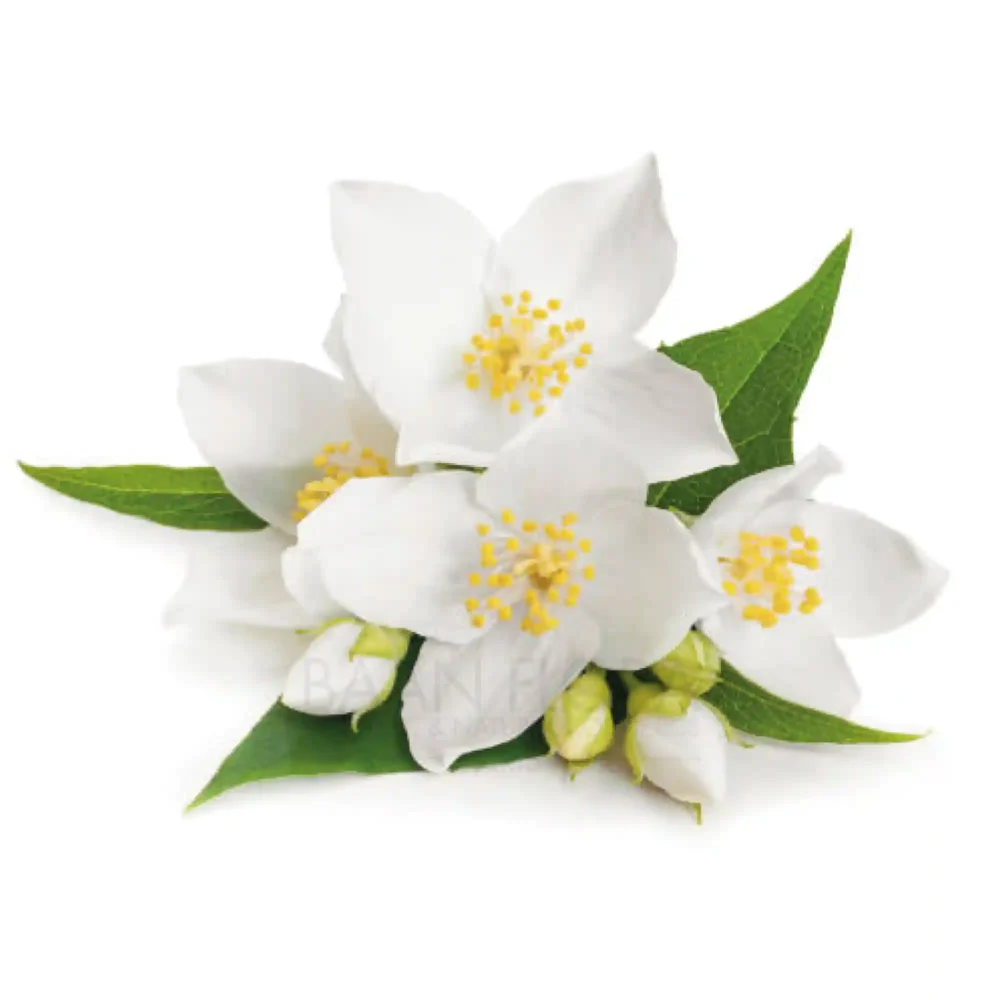 huile parfumée fleur de jasmin baan flora